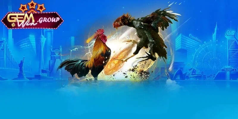 Một số hình thức chiến thuật đá gà hiệu quả hấp dẫn nhất