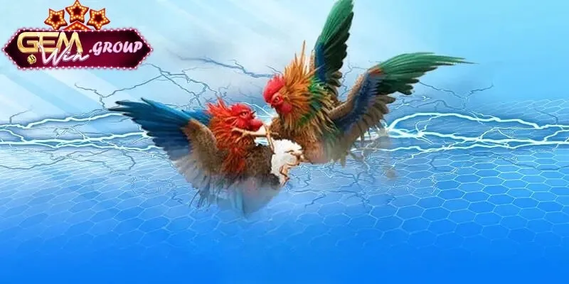 Thông tin tổng quan về sảnh cược kinh nghiệm cá cược đá gà​ trực tuyến