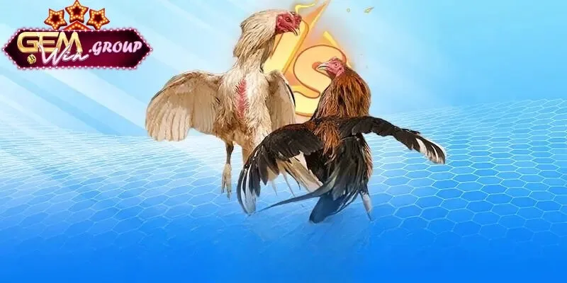 Các cửa cược kèo đá gà trực tuyến tại nền tảng GEMWIN