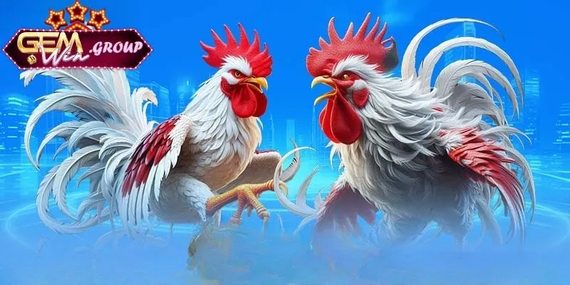 Mẹo Chọn Gà Đá Hay - Bí Quyết Tìm Chiến Kê Tại GEMWIN Khám phá những giống kê được yêu thích nhất