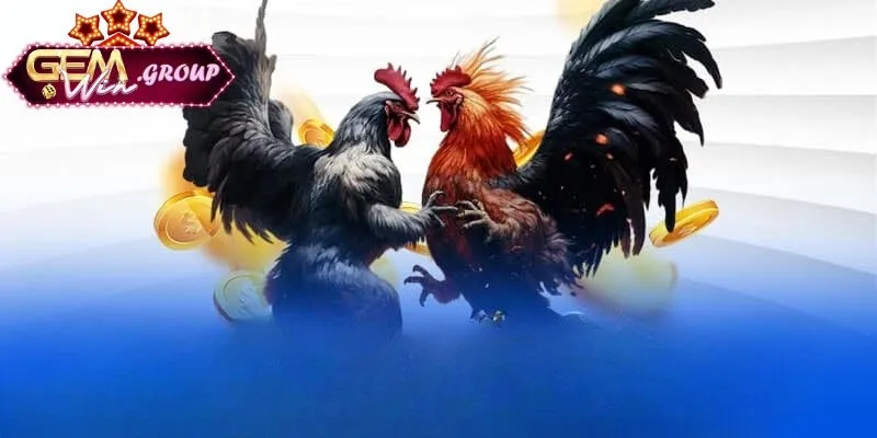 Thông tin cơ bản về tất cả cách soi kèo đá gà