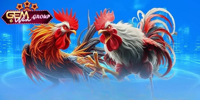 Thuật Ngữ Đá Gà - Thông Tin Cập Nhật Mới Nhất Năm 2025